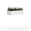 wpls-wh-plants